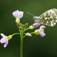 Orange Tip Butterfly 